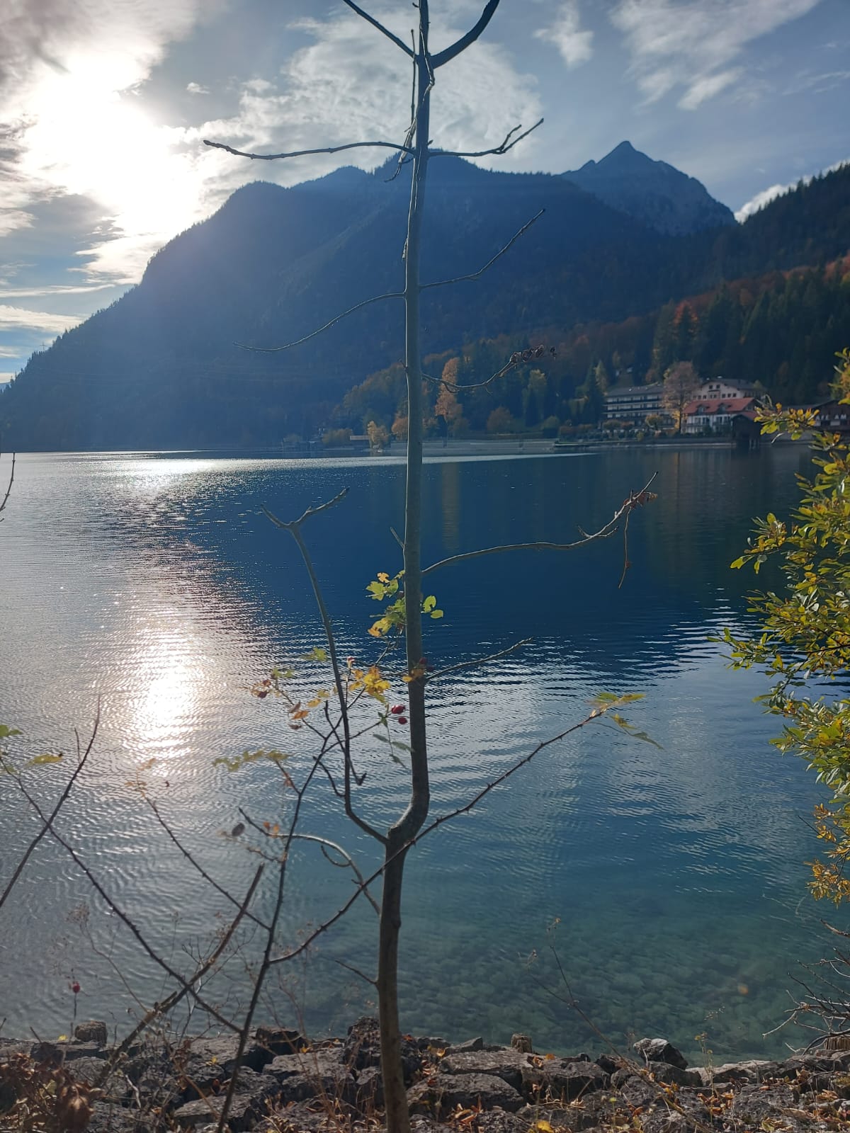 A still mountain lake with a bare tree in the foreground