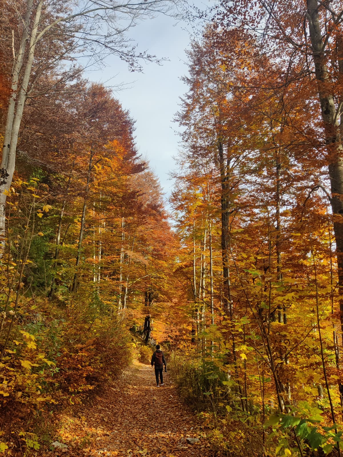 A person walking alone through a blazing autumn forest trail
